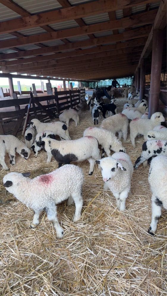 Miei de vânzare Tărian – 25 lei/kg viu, 45 lei carcasă