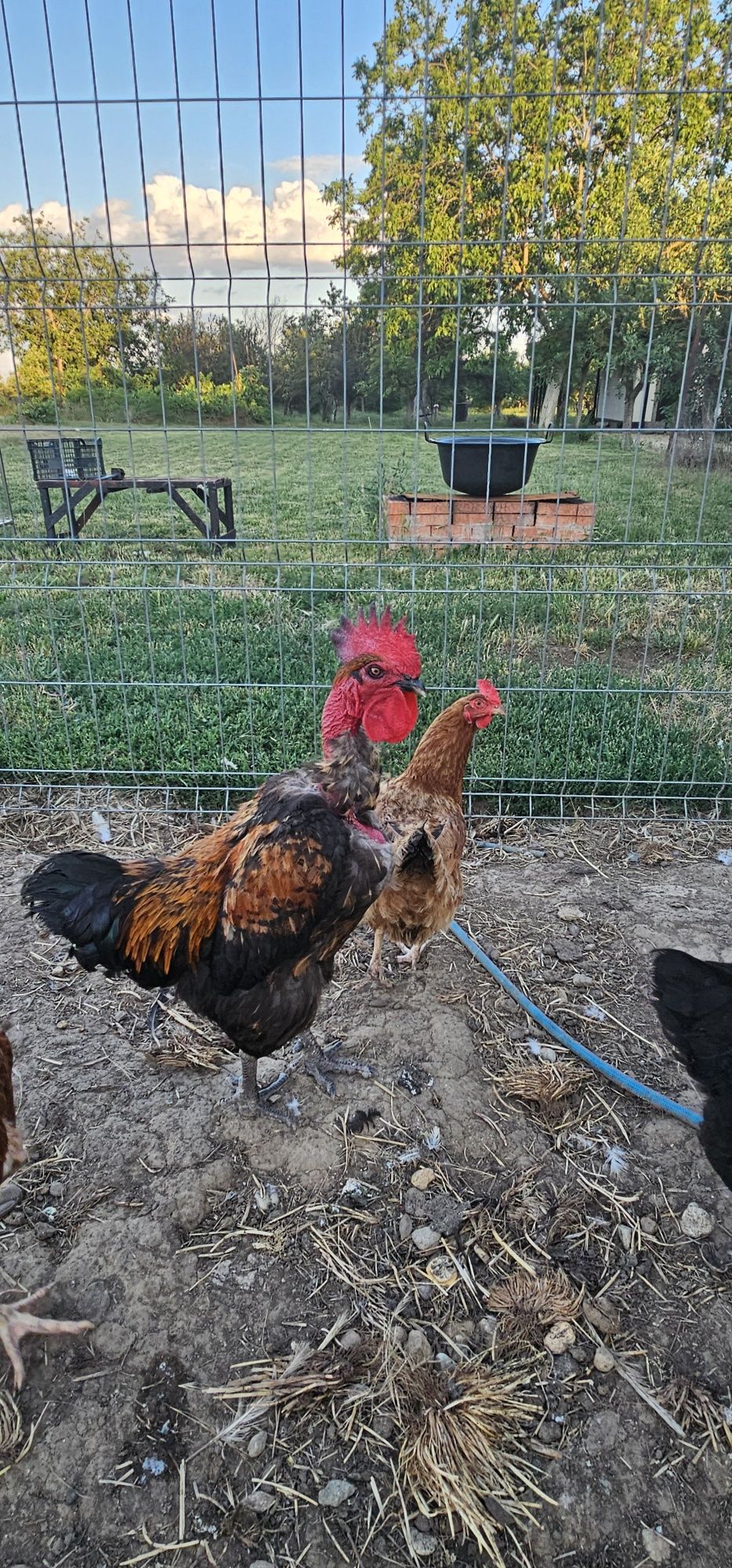 Vând 4 găini +un cocoș