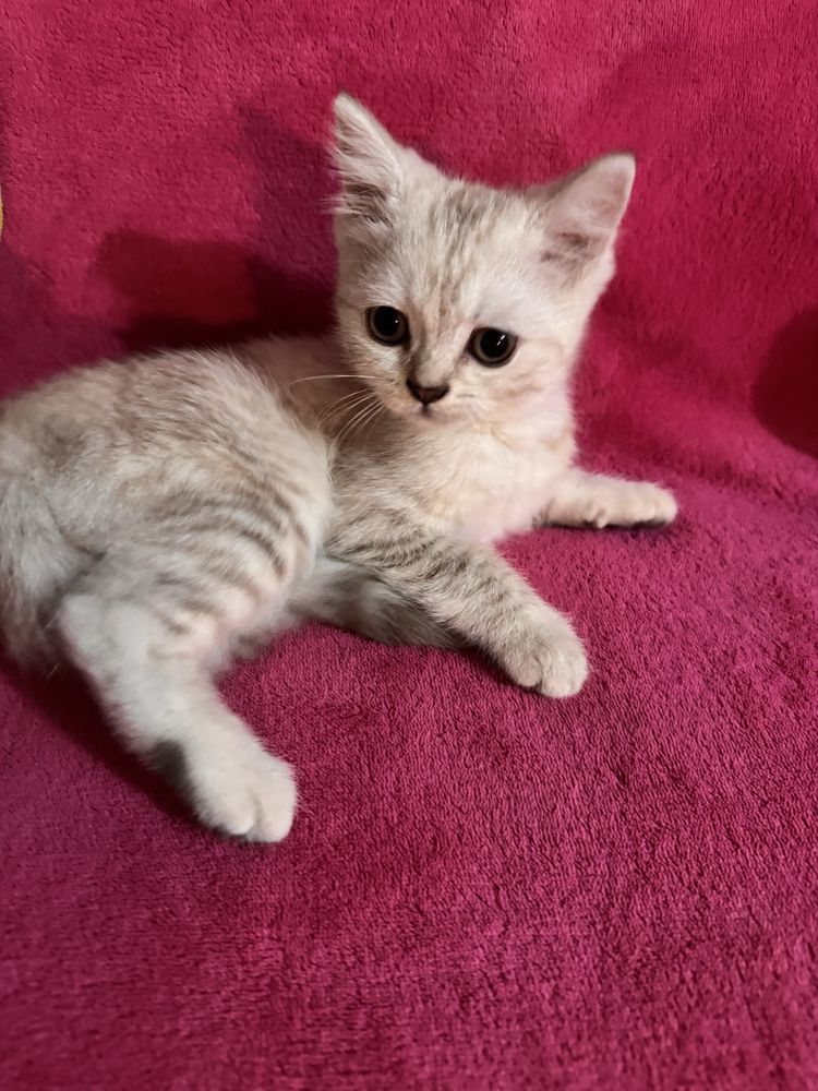 British shorthair