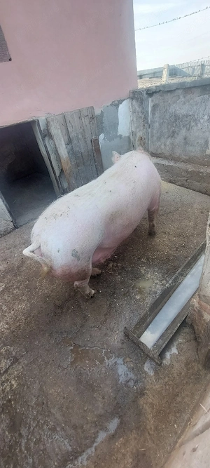 Vând scroafă