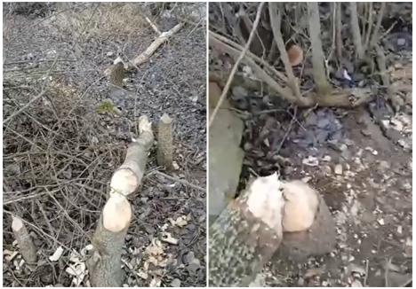 Fotografia postării